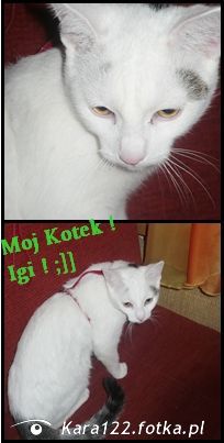 cat, pet, poster