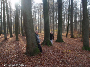forest, plant, trunk