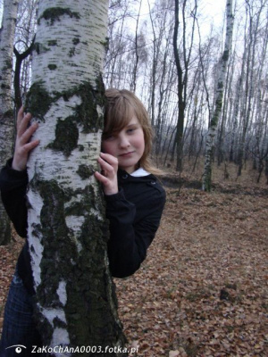 forest, trunk