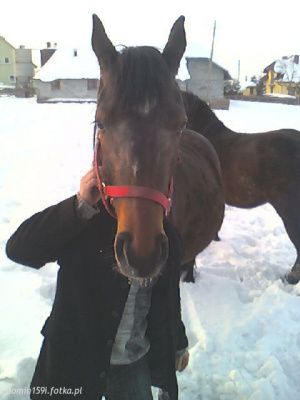 hair, horse, bridle