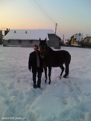 horse