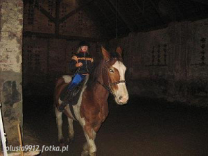 hair, horse, bridle, rein