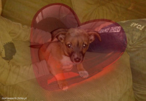 dog, pet