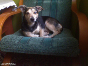 dog, pet