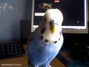 dog, bird