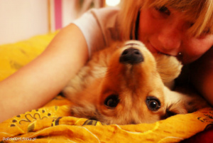 dog, pet