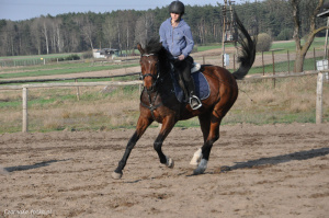 hair, horse, bridle, rein, sports