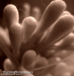 hand, monochrome, petal