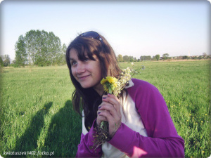 field, petal, flower