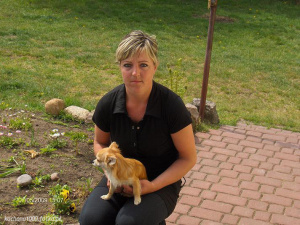 sitting, dog, pet