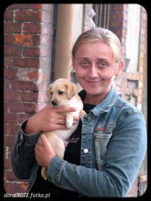 dog, pet