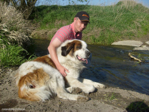 dog, pet