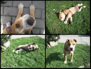 dog, pet