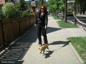 jeans, dog, pet