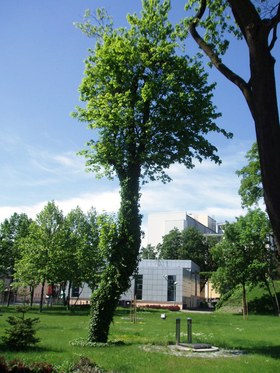 Zdjęcie 24499924