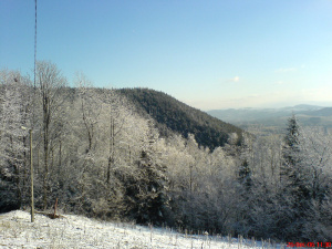 forest, mountain