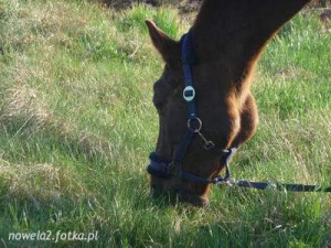 horse