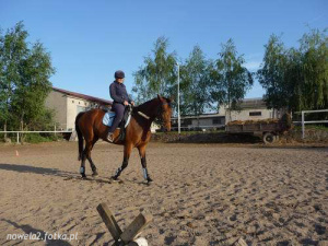 hair, horse, bridle, rein, sports