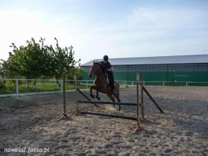 hair, horse, bridle, rein