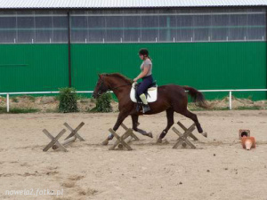 hair, horse, bridle, rein, sports