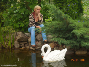 sitting, leisure, bird, duck