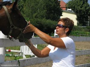 horse