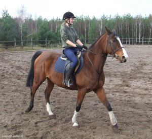 hair, horse, bridle, rein, sports, helmet