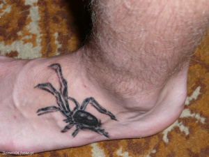skin, insect