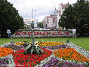 petal, flower, garden