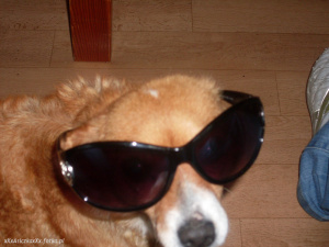 cool, glasses, sunglasses, goggles, dog