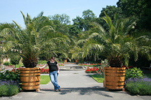 jeans, plant, flowerpot, garden