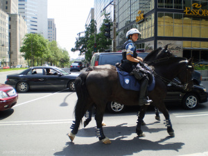 vehicle, car, horse