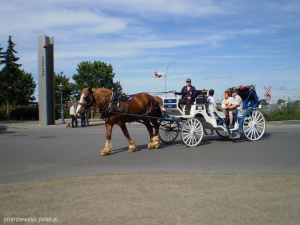 vehicle, horse, bridle, rein