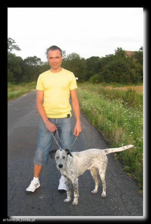 dog, pet