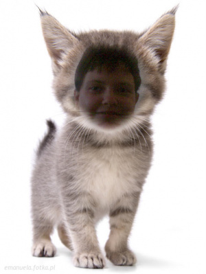 cat, pet