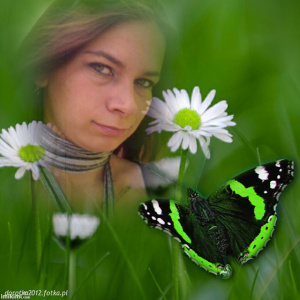 petal, flower, insect, butterfly