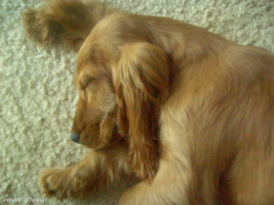 dog, pet