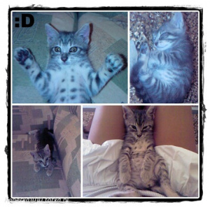 cat, pet
