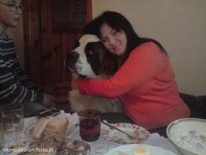 food, dog, meal