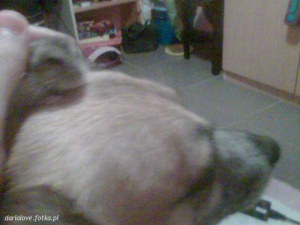 dog, cat
