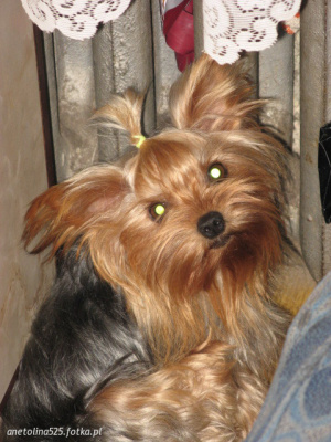 dog, pet