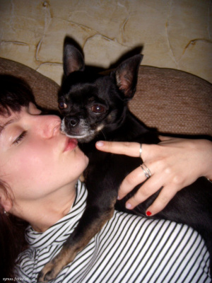 hand, ear, dog, cat, pet