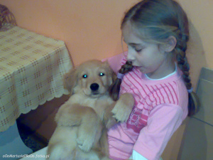 dog, toy, pet, stuffed-toy