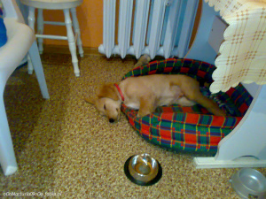 dog, pet, chair