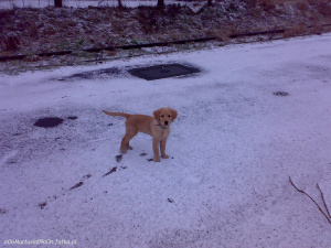 dog, pet