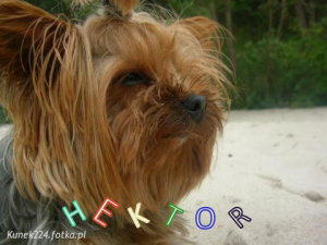 dog, pet
