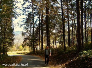 sky, forest, plant