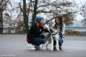 fun, sitting, leisure, dog