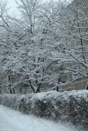 monochrome, event, branch, plant, twig