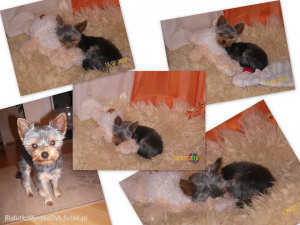 dog, cat